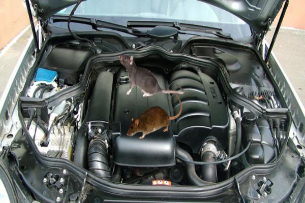 Cách phòng chống chuột vào xe ô tô